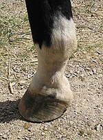 Trimmed lower hind leg, with clipped cannon, fetlock, pastern, and coronary band TrimmedLeg.jpg