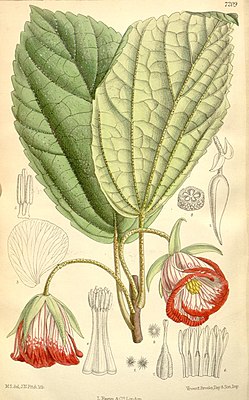 Trochetia blackburniana, illustration