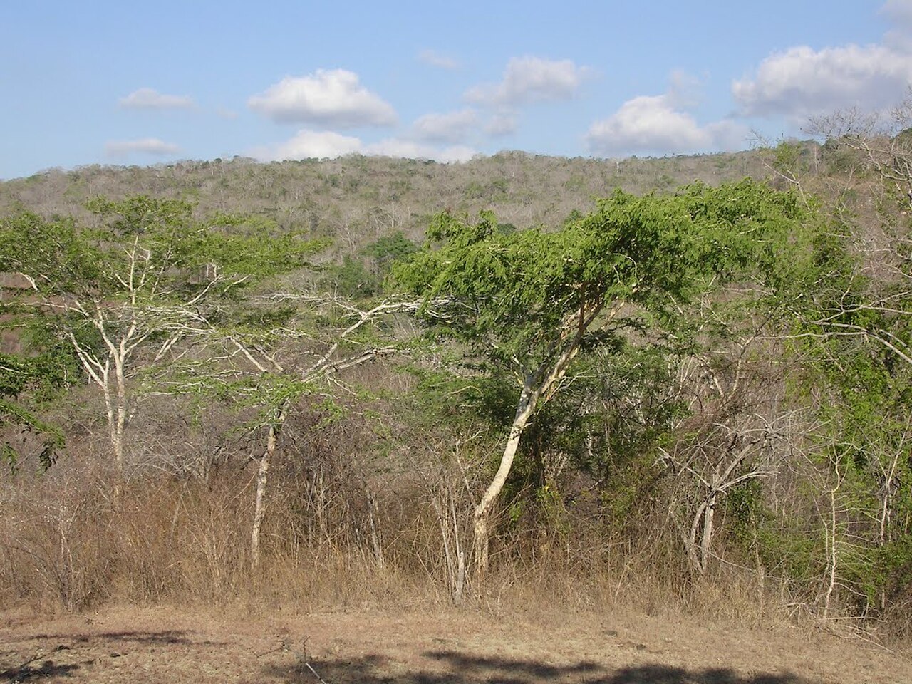 Тропические листопадные леса редколесья и кустарники