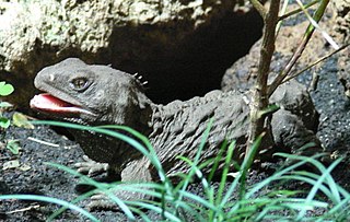 Tuatara.