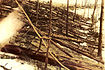 D'après les estimations, 60 millions d'arbres ont été arrachés par le souffle de l'explosion - Photo prise par un membre de l'expédition Kulik, en 1927.
