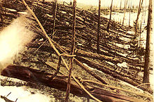 Trees knocked over by the Tunguska blast Tunguska Ereignis.jpg