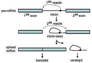 Splicing: Typen van splicing, Biochemisch mechanisme, Alternatieve splicing