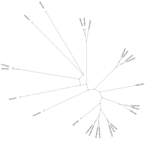 Phylogenetic tree of type 1 paracaspases.