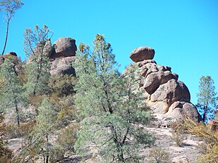 Trees, Pinnacles National Monument