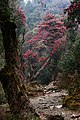 Ulleri-Ghorepani-50-Rhododendron-2013-gje.jpg