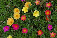 Description de l'image Unidentified Portulaca flowering in a garden 2.jpg.