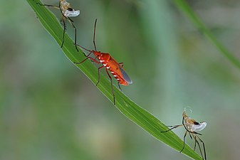 Pyrrhocoridae