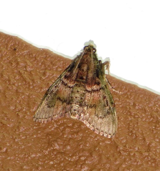 File:Unidentified moth 6556.jpg