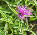 15-Centaurea sp.