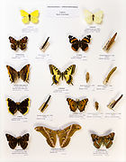 Метелики голарктики