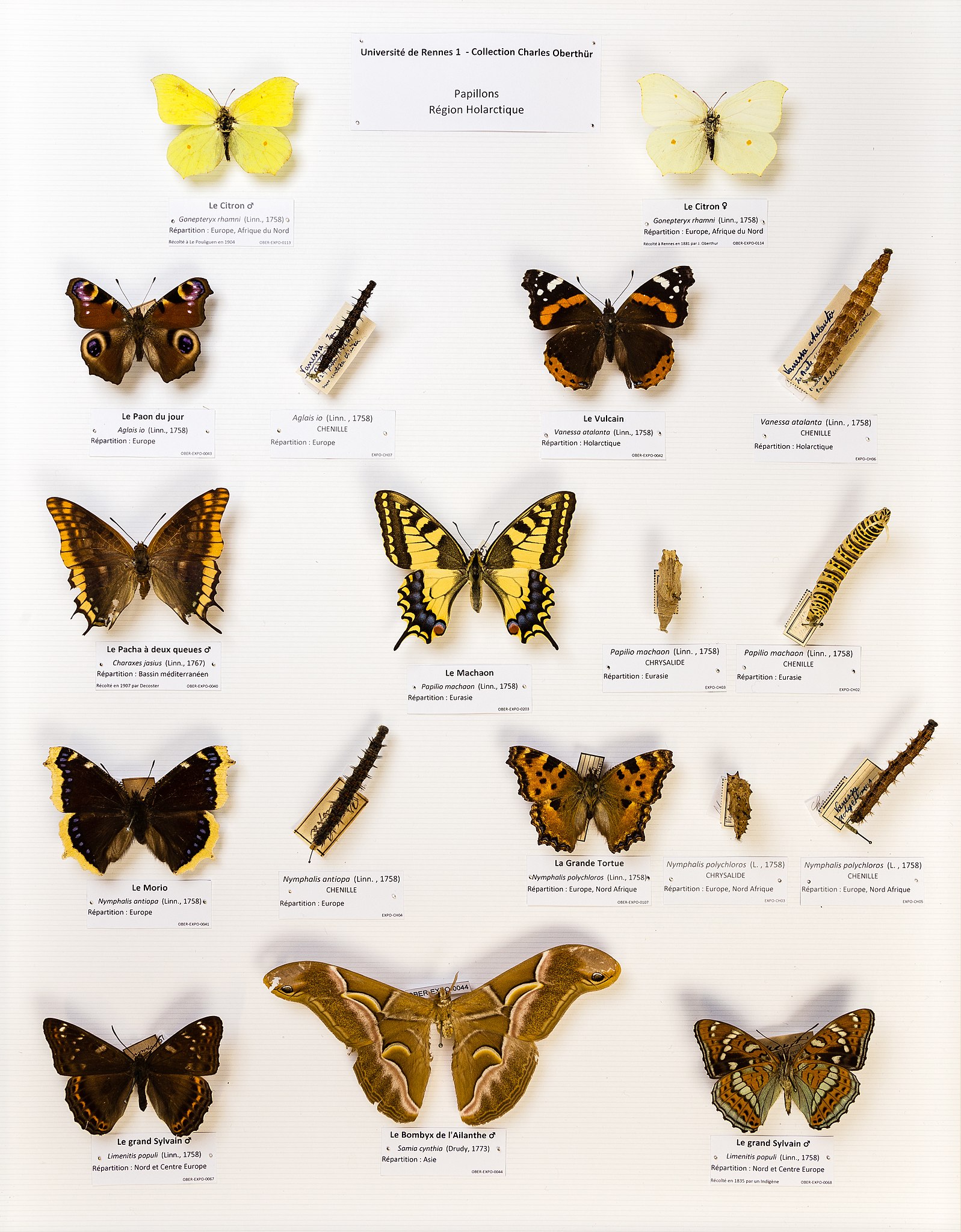 File:Université de Rennes 1, collection Charles Oberthür, papillons, région  australienne.jpg - Wikimedia Commons