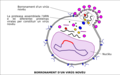 9- La proteasa assembla l'ARN e lei proteïnas per formar un virüs novèu que migra vèrs la membrana cellulara
