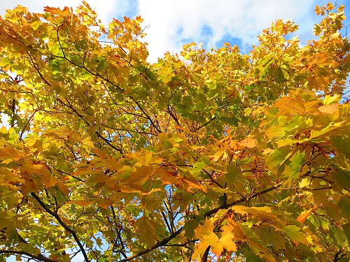 October foliage of maple