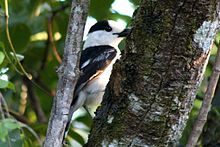 Hook-billed vanga (Vanga curvirostris) Vanga.ecorcheur1.jpg