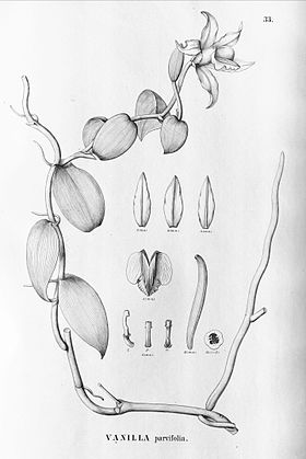 Vanilla parvifolia.jpg