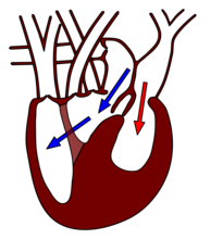 Diástole: Frechas azuis= sangue venoso, Frechas vermellas= sangue arterial