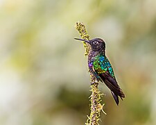 Velvet-purple Coronet (23322361785).jpg