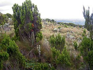 Mountaineering On Mount Kenya