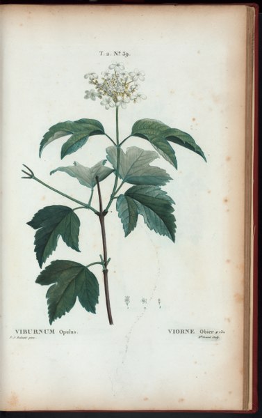 File:Viburnum opulus - Viorne obier (NYPL b14485031-1108829).tiff