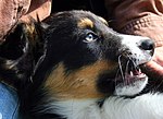 Artikel: Bordercollie (iofs uppladdad förra månaden men inte använd förrän nu. räknas det?)