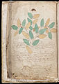 Voynich Manuscript (4).jpg