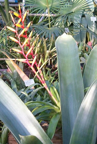 <i>Vriesea platynema</i> Species of flowering plant