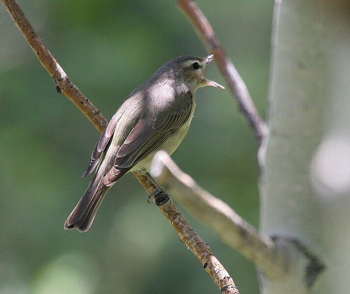 File:Warbling vireo.jpg