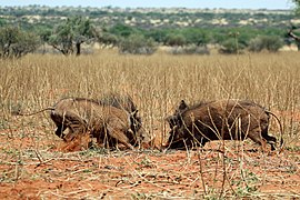 Młode samce w trakcie walki; Rezerwat Tswalu Kalahari, RPA