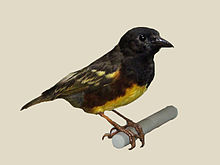 Weyns's Weaver specimen RWD.jpg