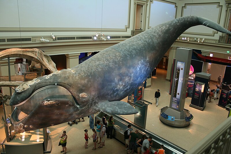 File:Whale (10436494926).jpg