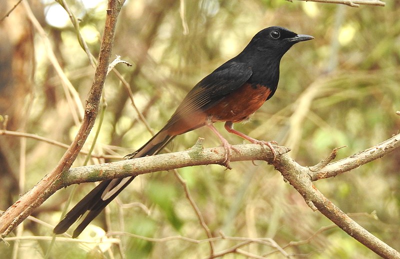 File:White-rumped Shama Copsychus malabaricus by Dr. Raju Kasambe DSCN5242 (4).jpg