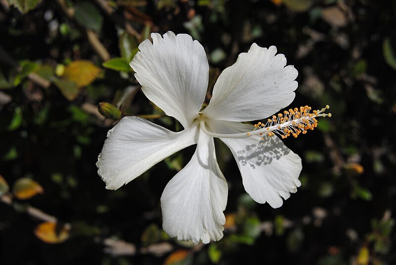 File:White Flower (37599716380).jpg