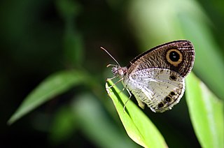 <i>Ypthima ceylonica</i> Species of butterfly