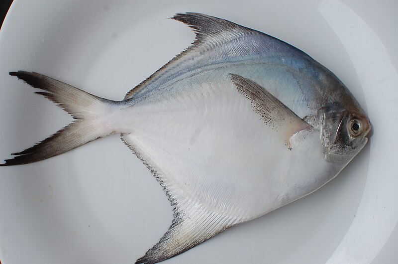 File:White Pomfret.JPG