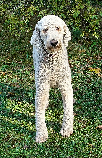 File:White Standard Poodle.jpg