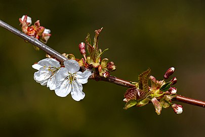Wild cherry blossoms in Tuntorp