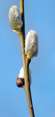 Weiden Botanik Biologie