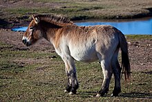 Przewalski's horse Wintercoat.jpg