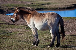 Przewalski's Horse