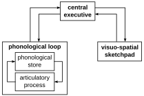 Model of working memory Working memory model.svg