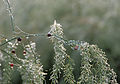 XN Asparagus officinalis 0010.jpg