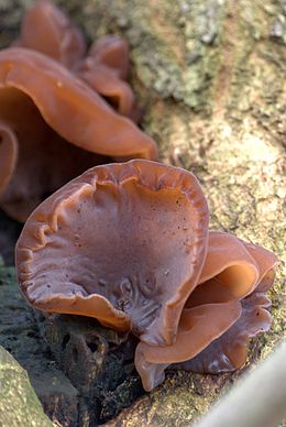 Auricularia auricula-judae