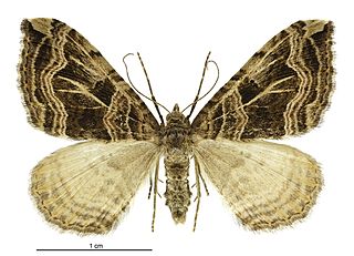 <i>Xanthorhoe semifissata</i> Species of moth