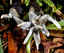 Xylaria hypoxylon 001.jpg