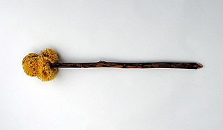 <span class="mw-page-title-main">Xylospongium</span> Ancient Roman implement for anal hygiene