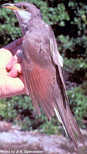 Thumbnail for File:Yellow billed cuckoo fws.jpg