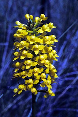 Yellow fringeless orchid habenaria integra.jpg