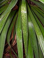 Detail of the Yucca leaves