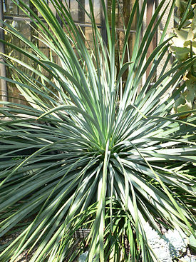 Hesperoyucca whipplei